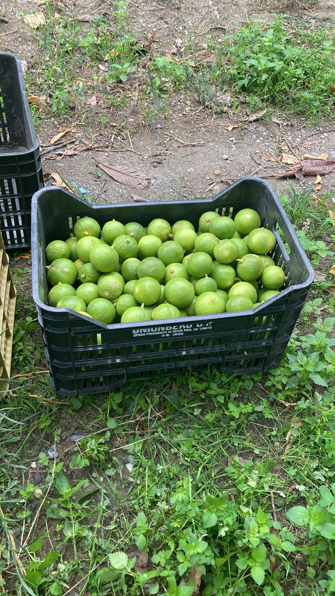 Bergamotto Calabrese